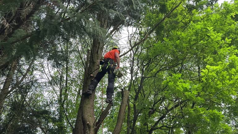 Reliable Sunrise, FL Tree Removal Solutions