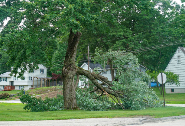 How Our Tree Care Process Works  in  Sunrise, FL