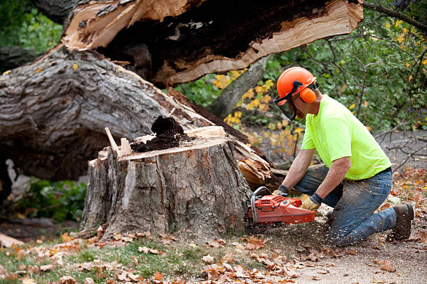 Best Tree Mulching  in Sunrise, FL