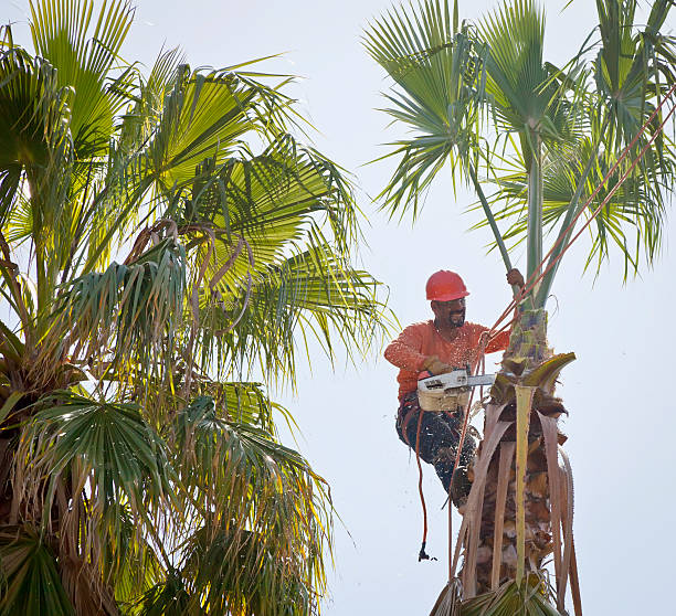 Best Tree Disease Treatment  in Sunrise, FL